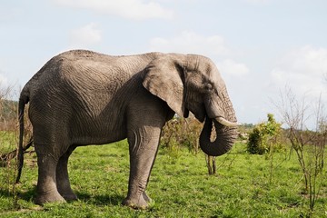Obraz premium Adult African elephant side view