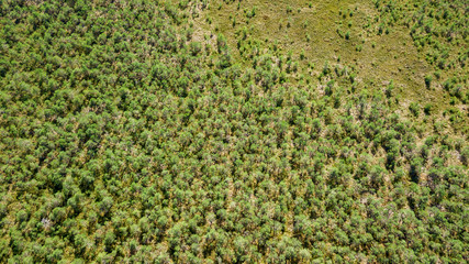 Aerial view of a green forest. Texture and beatiful background.
