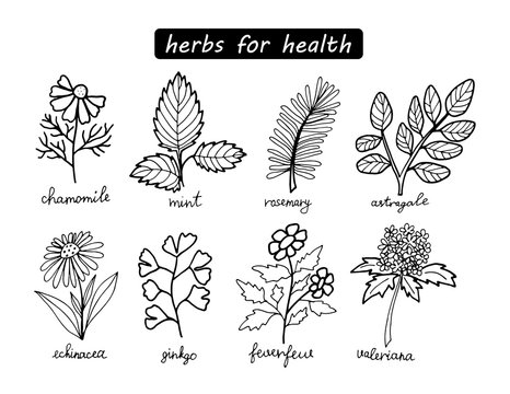 Black and white medical herbs set isolated on white background. Vector stock illustration. Hand drawing outline chamomile, mint, astragalus, valerian, gingko, rosemary and echinacea.