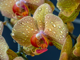 Dendrobium orchid in studio setting