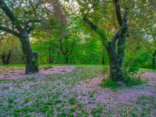 Central Park in spring