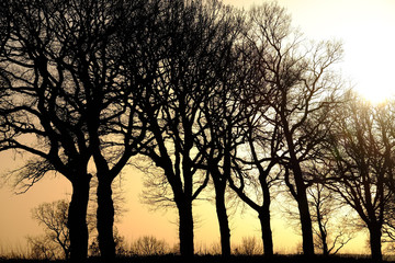 Bäume einer Allee im Gegenlicht 