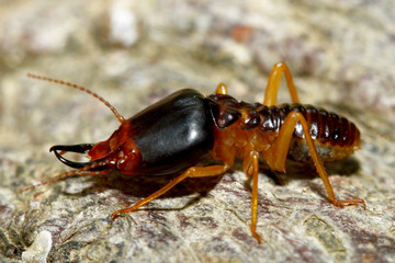 Close up Macro warrior termite ant in nature at thailand