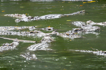Big and tall crocodile in river at thailand