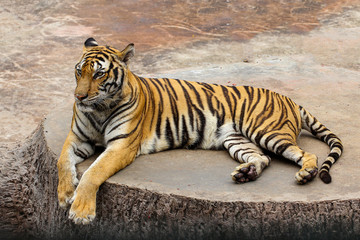 Fototapeta na wymiar Close up tiger on cement floor in thailand