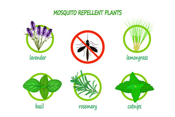 Obraz premium Mosquito repellent plants infographic isolated on white background. Plants to use as a natural mosquito repellent. Lavender, citronella, basil, rosemary and catnip. Stock vector illustration. EPS 10