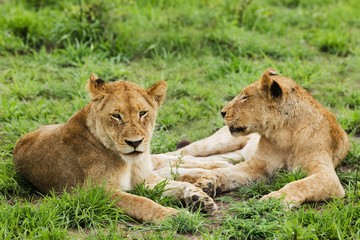 Naklejka na ściany i meble Female lions (Panthera leo) lying on grass