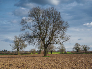 Obraz premium Tree with bare winter branches in a ploughed field in North Yorkshire, England, with a cloudy blue sky