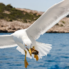 Seagull in action