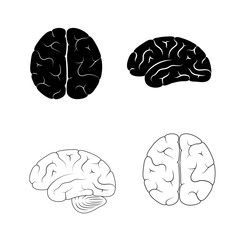 Vector illustration of human brain anatomy 