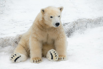 Obraz na płótnie Canvas Funny polar bear. Polar bear sitting in a funny pose. white bear