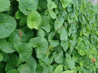 Beautiful background of Centella asiatica, Herbal medicine leaves of Centella asiatica known as gotu kola. Close up Pegagan or Antanan leaves. Fresh green leaf texture background