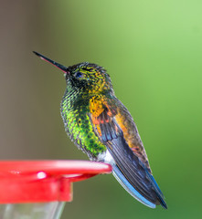 Copper-rumped hummingbird