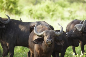 Naklejka premium Buffalos
