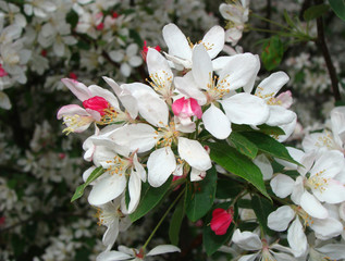 Malus floribunda