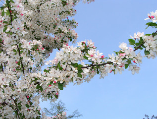 Malus floribunda