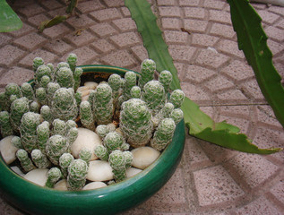 Mammillaria gracilis