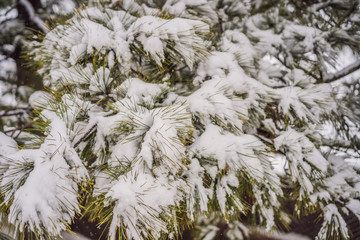Fir trees in the snow in the forest