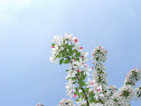 Malus Floribunda