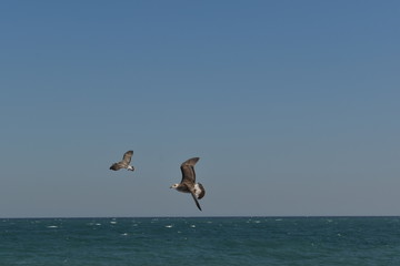seagull in flight