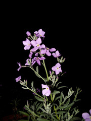 Matthiola sinuata