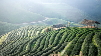 1000 tea plantations in Thailand, Chiang Mai Province, Fang District, the most beautiful on Doi Ang...