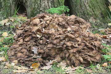 Grifola frondosa, known as maitake, hen-of-the-woods, ram's head and sheep's head, widl edible fungus with medicinal properties