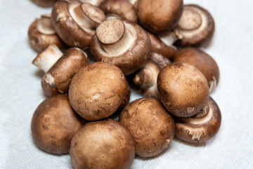close up fresh mushrooms 