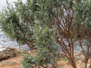 Arbuste Barbe de Jupiter (Anthyllis barba-jovis) superbe arbuste aux rameaux dressés, gris...