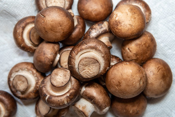 close up fresh mushrooms 