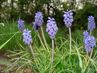 Muscari neglectum
