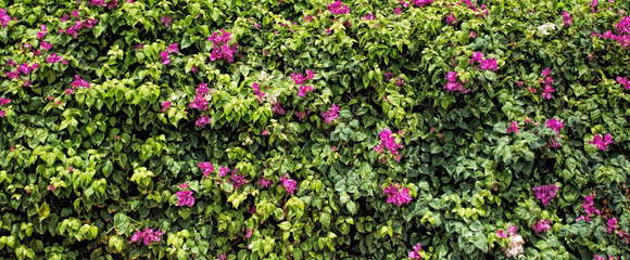 Green hedge background with purple flowers. Thick deciduous shrub in the form of a wall
