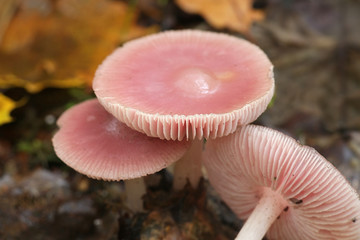 Mycena rosea, known as the rosy bonnet, pink mushroom from Finland