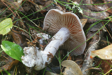 Cortinarius alboviolaceus, known as Pearly Webcap or  Silvery-violet Cort, wild mushroom from Finland