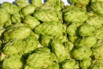 Obraz premium Green fresh hop cones for making beer and bread. Hop cones harvest. Ripe hop cones harvesting for beer industry