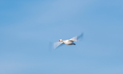 Intentional blur of a snow goose shot on slow shutter