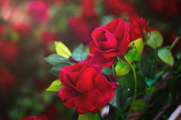 Obraz premium red rose flower as valentine background
