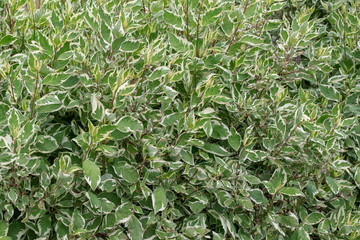 derain white. floral plant background from bush Cornus alba