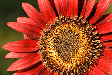 Close up of red sunflower in bright sunlight