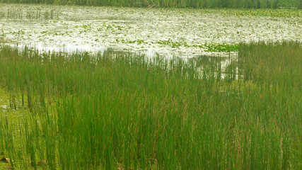 green herbs that grow in the waters