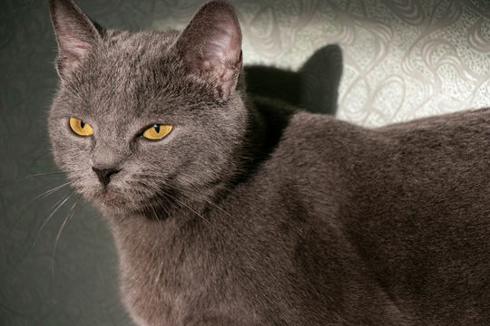 gray shorthair cat with yellow eyes on a light background