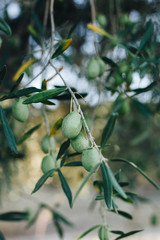 Close up olive tree branch full of harvest. Green olives on tree, natural extra virgin olive oil...