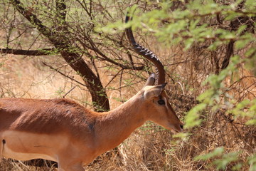 Impala Männchen 2423