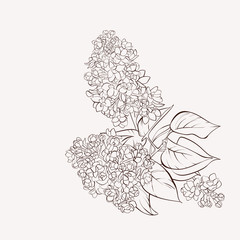 Lilac flower drawing illustration.