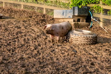 A piglet scratching against an old tyre