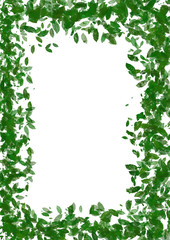 Green Leaf on white Background