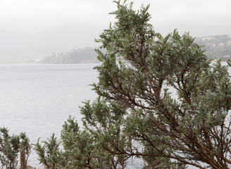 Fototapeta na wymiar Arbuste Barbe de Jupiter (Anthyllis barba-jovis) superbe arbuste aux rameaux dressés, gris argenté, face aux embruns entre les rochers du littoral méditerranéen 