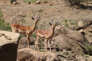 Impalas 3962