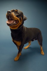 Obraz premium Rottweiler Sticking On Tongue