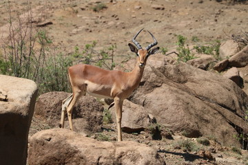 Junger Impala Bock 3960